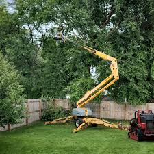 Best Root Management and Removal  in Nicholasville, KY