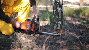 Best Leaf Removal  in Nicholasville, KY