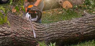 Best Lawn Maintenance Plans  in Nicholasville, KY