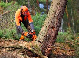 Best Tree Mulching  in Nicholasville, KY