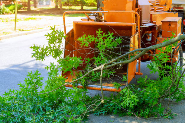 Best Hazardous Tree Removal  in Nicholasville, KY