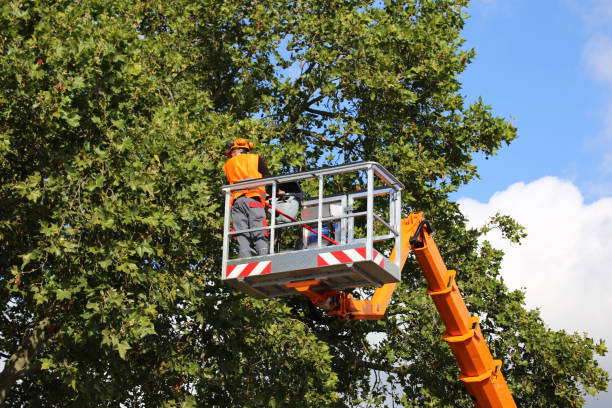 Best Tree Removal  in Nicholasville, KY