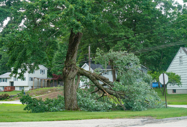 Best Tree Health Inspection  in Nicholasville, KY