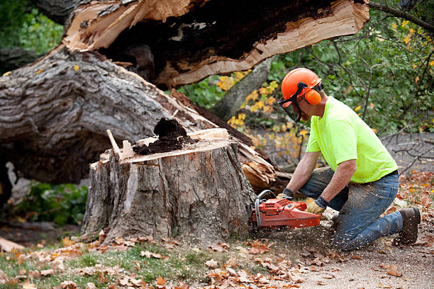 Best Seasonal Cleanup (Spring/Fall)  in Nicholasville, KY