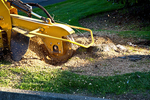 How Our Tree Care Process Works  in  Nicholasville, KY