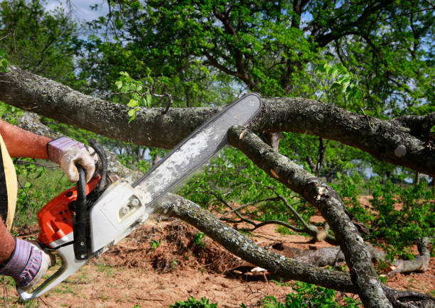 Best Aeration Services  in Nicholasville, KY